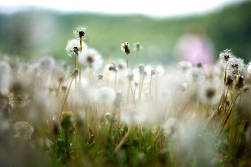 dandelions